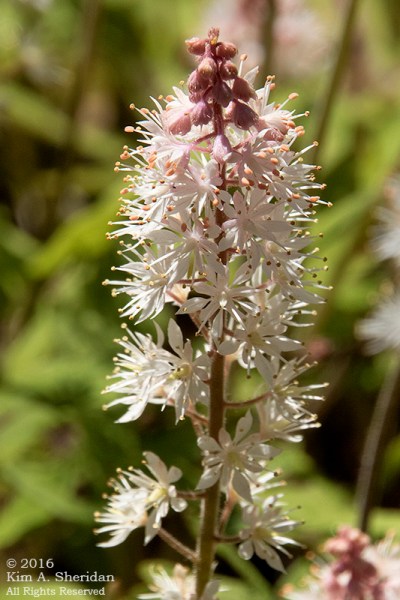 160420_DE Mt Cuba_5867acs