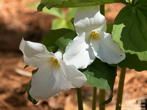 160420_DE Mt Cuba_5887acs