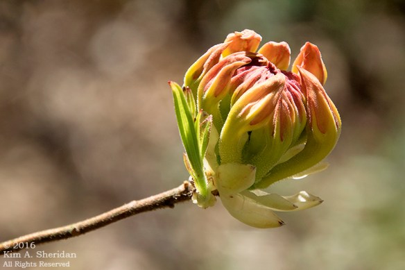 160420_DE Mt Cuba_5903acs