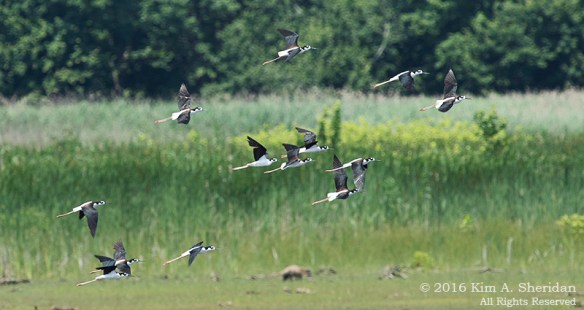06222016_DE Bombay Hook Stilts_1951acs