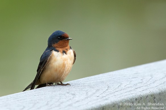 160428_PA HNWR Swallow_6499acs
