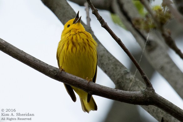 160428_PA HNWR Warblers_6688acs