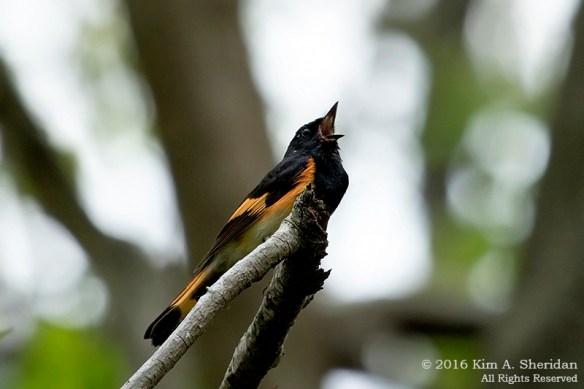 160428_PA HNWR Warblers_6824acs