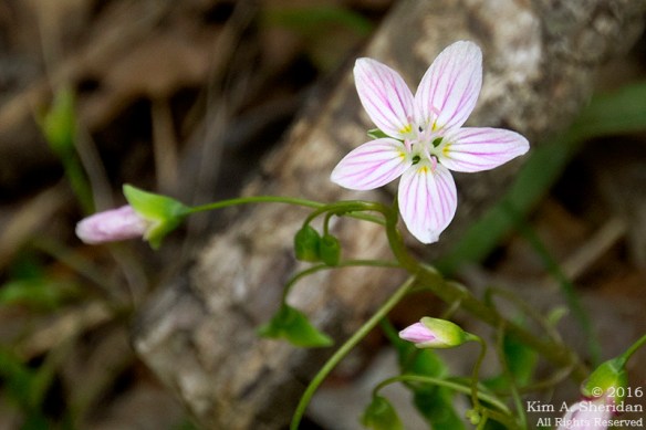 160509_PA Doans Cave_7176acs