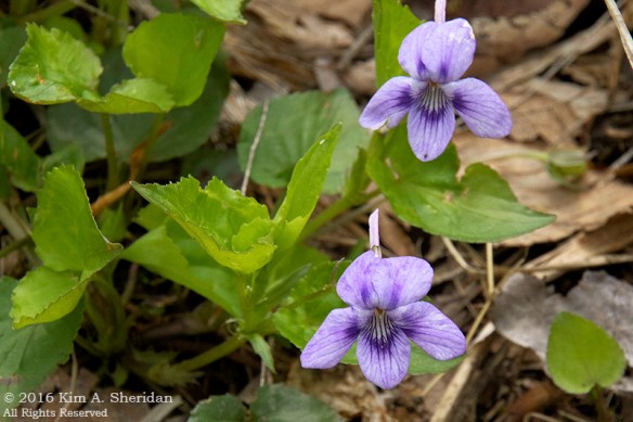 160509_PA Doans Cave_7345acsViolet