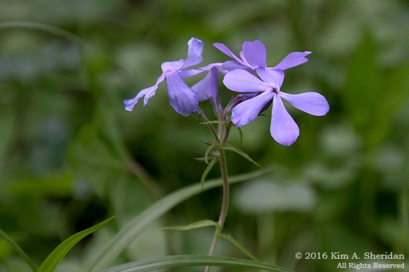 160509_PA Doans Cave_7349acsPhlox