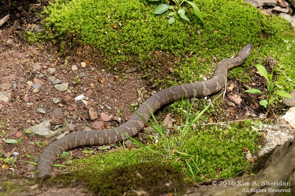 160509_PA Doans Cave_7373acs