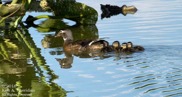 160531_PA HNWR Evening_9265acs