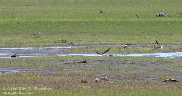 160610_DE Bombay Hook Stilt_1015acs