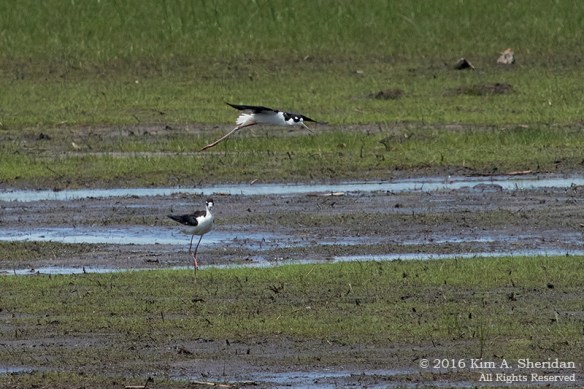 160610_DE Bombay Hook_0981acs2