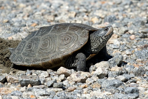 06222016_DE Bombay Hook Terrapin_1481acs