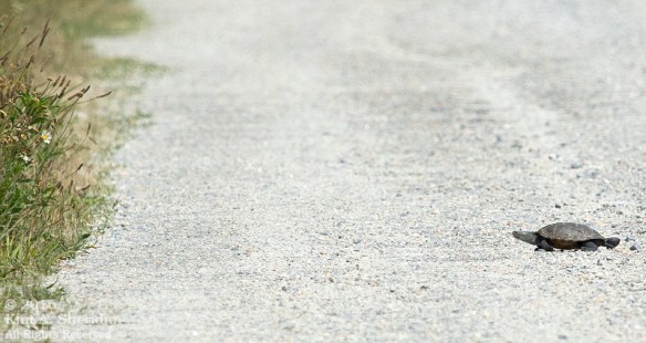 06222016_DE Bombay Hook Terrapin_2130acs