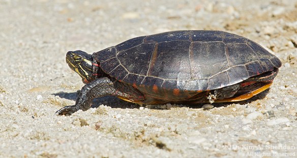 140926_Forsythe NWR_3555acs
