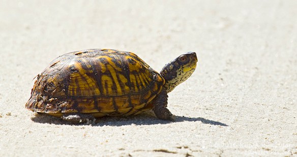 140926_Forsythe NWR_3589acs