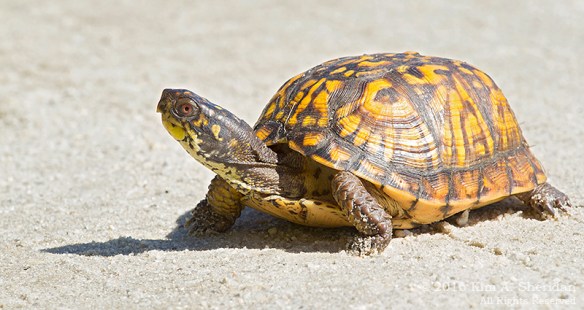 140926_Forsythe NWR_3606acs
