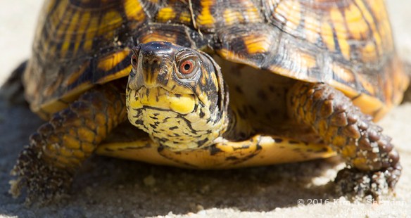 140926_Forsythe NWR_3618acs
