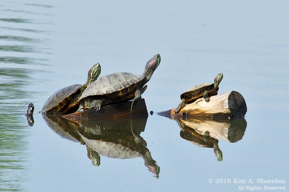 160526_PA HNWR Morning Turtles_8341acs