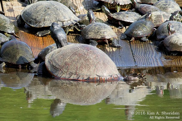 160526_PA HNWR Morning Turtles_8379