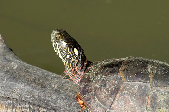 160531_PA HNWR Evening_9169acs