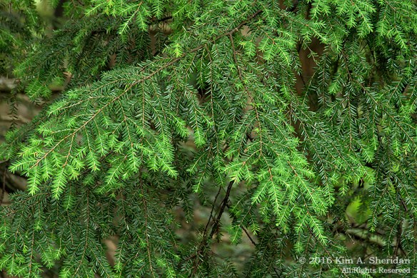 160704_WV Blackwater Falls_2822acs