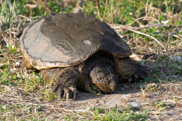 HNWR Snapper_6644 AS