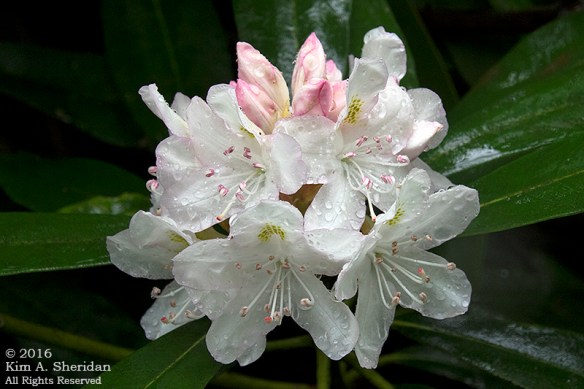 160704_WV Blackwater Lindy Point_2930acs