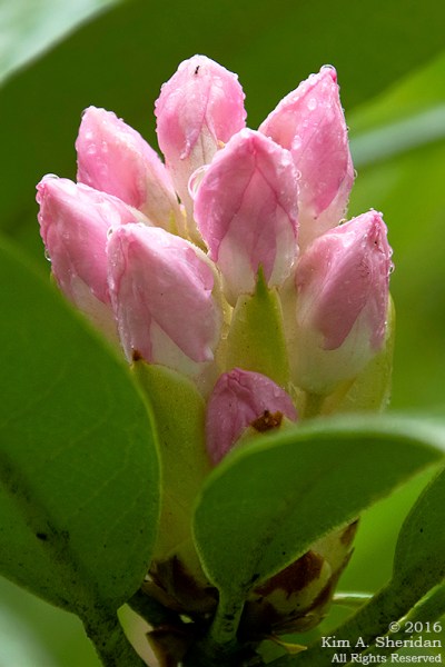 160704_WV Blackwater Lindy Point_2955acs