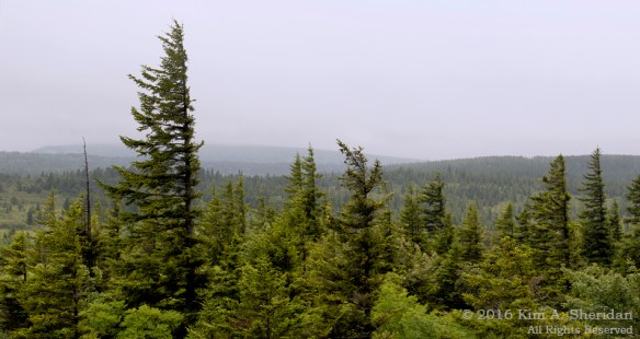 160705_WV Dolly Sods_3486acs
