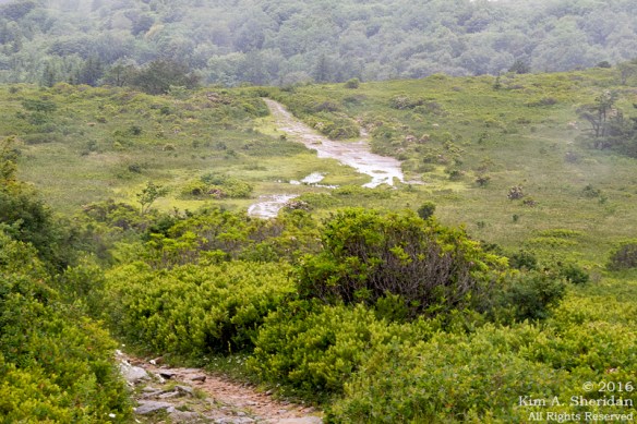 160705_WV Dolly Sods_3552acs