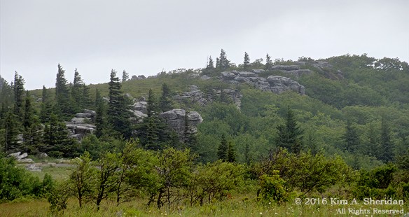 160705_WV Dolly Sods_3573acs