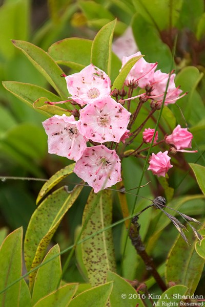 160705_WV Dolly Sods_3575acs