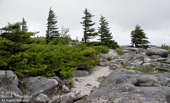160705_WV Dolly Sods_3590acs