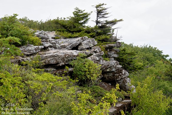 160705_WV Dolly Sods_3634a