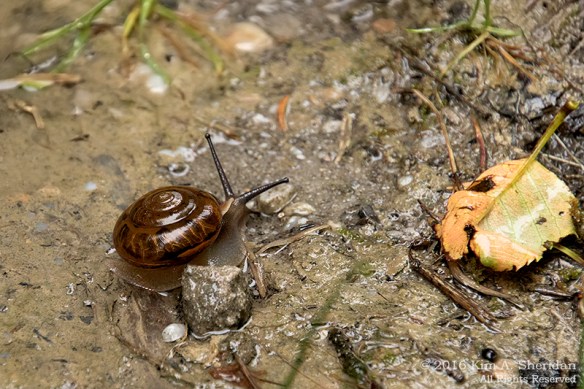 160705_WV Dolly Sods_3663acs