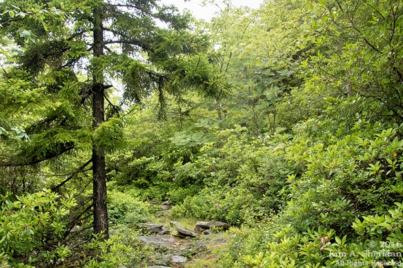 160705_WV Dolly Sods_3666acs