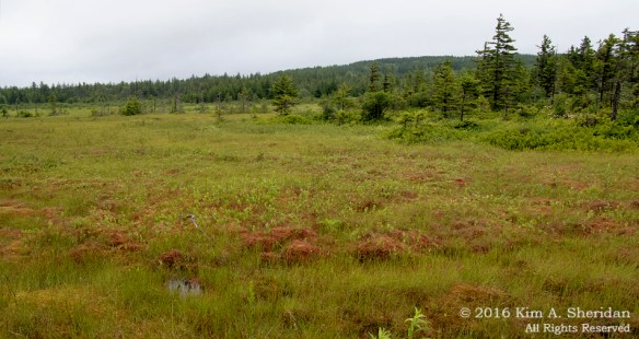 160705_WV Dolly Sods_3708acs