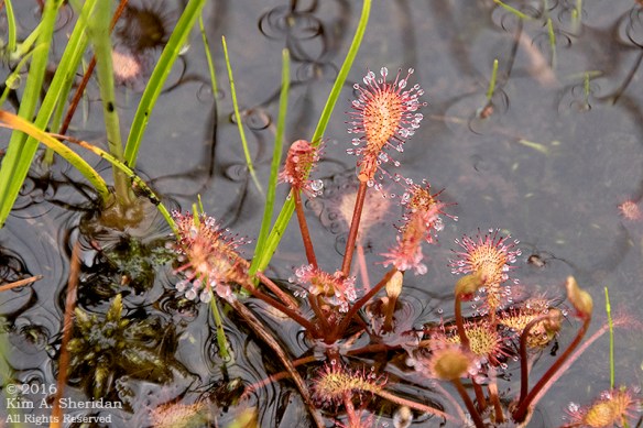 160705_WV Dolly Sods_3717acs