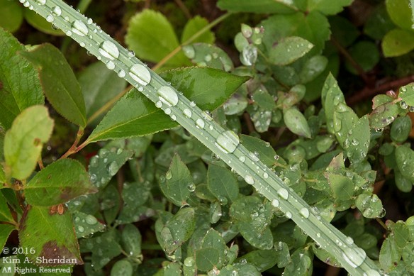 160705_WV Dolly Sods_3731a
