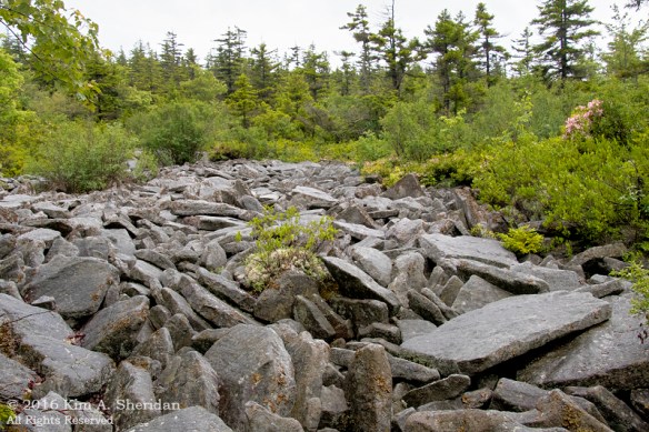 160705_WV Dolly Sods_3738acs