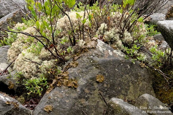 160705_WV Dolly Sods_3743a