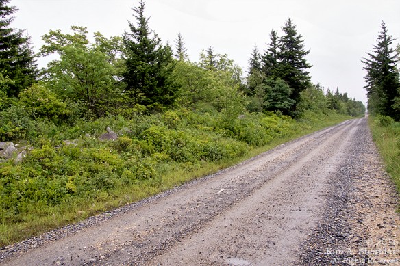 160705_WV Dolly Sods_3750acs