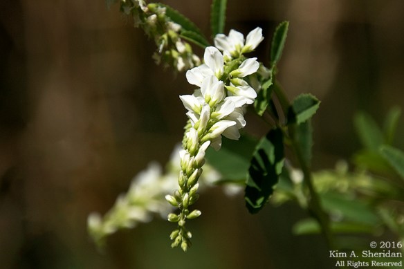 160725_mi-sleeping-bear-dunes-3-empire-trail_4737acs