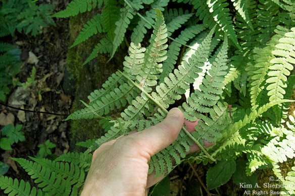 160725_mi-sleeping-bear-dunes-3-empire-trail_4776acs