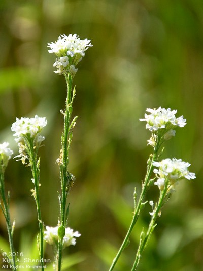 160725_mi-sleeping-bear-dunes-5-empire-trail_4997acs