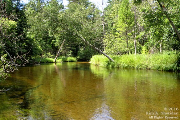 160726_mi-pere-marquette-river-canoe_4116acs