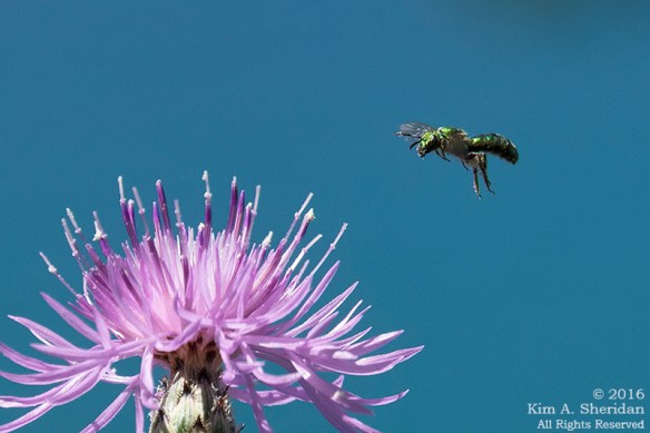 160725_mi-sleeping-bear-dunes-4-empire-bluffs_4834acs2