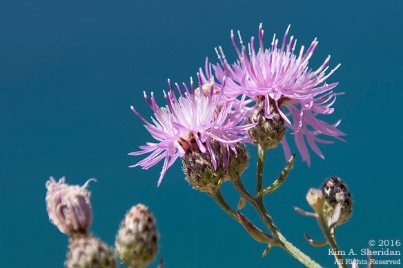 160725_mi-sleeping-bear-dunes-4-empire-bluffs_4873acs