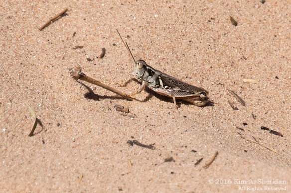 160725_mi-sleeping-bear-dunes-4-empire-bluffs_4919acs