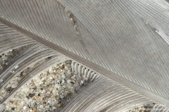 160928_nj-strathmere-point-macro_0479acs