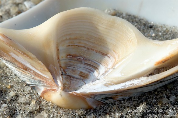 160928_nj-strathmere-point-macro_0662acs